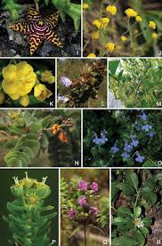 Image result for Dissotis pulchra