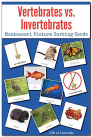 Vertebrates Vs Invertebrates Picture Sorting Cards Montessori Printables Biology For Kids Sorting Cards Montessori Science