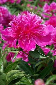 Inside the part of the flower that has petals are the parts which produce pollen and seeds. Pin On Paeonia
