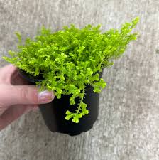 Image result for Selaginella kraussiana