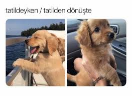 24 Temmuzda Go Go Go Komik Hayvan Hayvan En Komik Fotograflar