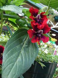 Check spelling or type a new query. Hortipedia Cuphea Llavea