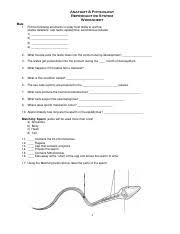 Male 1 Put The Following Structures In Order From Testis To Urethra Ductus Deferens Rete Testis Epididymus Seminiferous Tubules 1 Course Hero