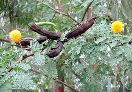 Image result for Acacia farnesiana