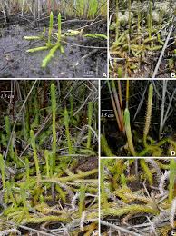 Image result for Lycopodiaceae