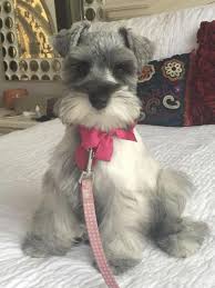 More About Smart Miniature Schnauzer Temperament Miniatureschnauzerlovers Schnauzerpup Miniatureschnauzerp Schnauzer Puppy Mini Schnauzer Puppies Schnauzer