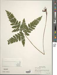 Image result for Triplophyllum protensum