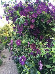 Once the new planting hole is dug. I Moved This Clematis Over Winter And It S Grown Like Mad Up This Plum Tree Gardening