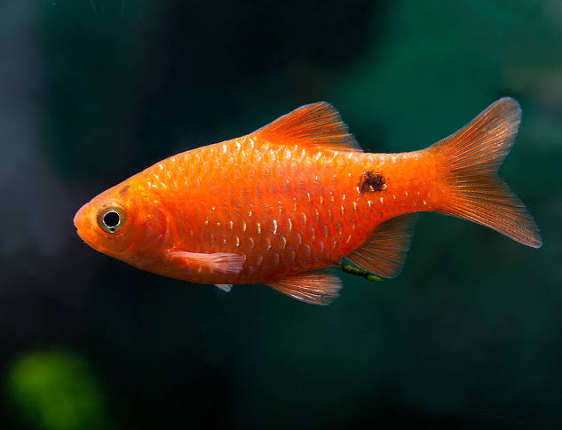 Rosy barb • Pethia conchonius • Fish sheet