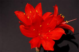 Image result for Cyrtanthus galpinii