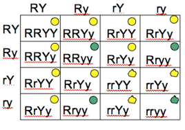 A phenotypic ratio of 9:3:3:1 is predicted for the offspring of a ssyy x ssyy dihybrid cross. Ninth Grade Lesson Dihybrid Crosses Are Twice The Fun