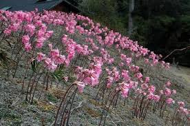 Amaryllis Amaryllis Amaryllis Flowers Pink Amaryllis