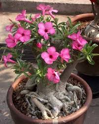 Image result for Adenium swazicum