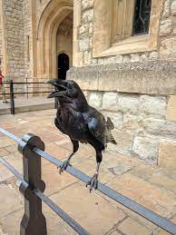 Poe's bird was inspired partly by the pet raven, grip, in charles of course i pretend to no originality in either the rhythm or metre of the raven. the former is trochaic—the latter is octametre acatalectic, alternating. Raven Wikipedia