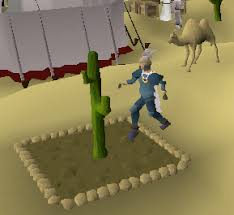 How to build a zero tick (0 tick) cactus farm → how to make the fastest cactus farm in minecraft, simple tutorial this cactus. Money Making Guide Picking Cactus Spines Old School Runescape Wiki Fandom