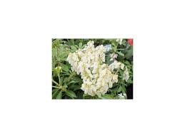 Image result for Pieris japonský debutante obrázek