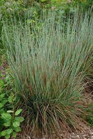 Our 2018 plant of the year, 'standing ovation' was selected for its strong upright growth habit, blue summer foliage, and outstanding reddish fall color. North Creek Nurseries
