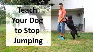 Turn this disadvantage into an advantage. How To Train Your Dog To Stop Jumping Up On People Youtube