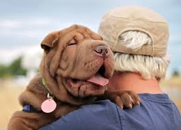 What To Do When You Dog Has Been Stung By A Bee