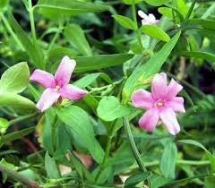 Image result for Jasminum beesianum