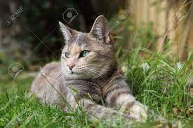 The difference between a tabby and tortoiseshell cat is in the coat pattern. Rare Silver Classic Tortoiseshell Tabby Cat Suns Herself In Stock Photo Picture And Royalty Free Image Image 14178476