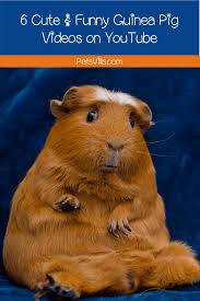 Check out these cute guinea pigs and funny guinea pigs in this new animals compilation. 6 Cute Funny Youtube Videos Featuring Guinea Pigs Petsvills