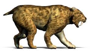 Tiger coloring pages are a fun way for kids of all ages, adults to develop creativity, . How Saber Tooth Cats Worked Howstuffworks