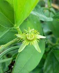 Image result for Passiflora suberosa