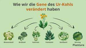 Alle informationen zu urkohl und anderen lebensmitteln auf einen blick. Urkohl Wie Wir Die Gene Verandert Haben Plantura