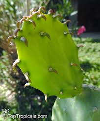 Traditionally, nopales are prepared by rinsing. Opuntia Cochenillifera Nopalea Cochenillifera Opuntia Nuda Cochineal Cactus Warm Hand Velvet Opuntia Nopales Opuntia Nopal Cactus Toptropicals Com