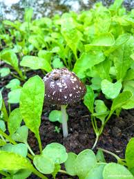 Black And White Mushroom Black And White Mushroom Among Green Plants Nature Wallpaper White Mushrooms Green Plants Stuffed Mushrooms