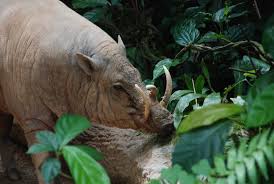 Babi hutan in a sentence and translation of babi hutan in english dictionary with audio pronunciation by dictionarist.com. Babi Hutan Dania Suhaizan Flickr