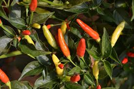 Image result for Capsicum frutescens