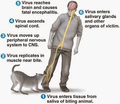 The first symptoms of rabies can appear from a few days to more than a year after the bite happens. Rabid Aggression Mapping Ignorance
