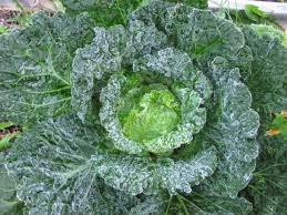 With cabbages, lift the entire plant to reduce the risk of club root. List Of Winter Vegetables To Harvest In Frosts Snow Family Food Garden