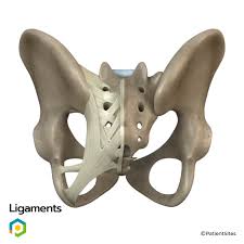 Image result for Pedistylis