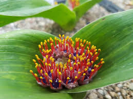 Image result for Daubenya