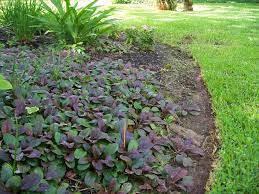 Ajuga Evergreen 3 4 Purple Flowers During Blooming Season Ground Cover Plants Ground Cover Plants