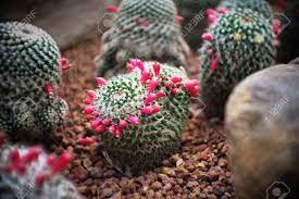 If harvesting seeds from cactus pods, gather the pods. Mammillaria Sp Clump Have Seed Pod Cactus In Garden Has A Brown Stock Photo Picture And Royalty Free Image Image 111401686
