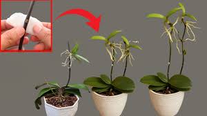 Image result for orchid cuttings