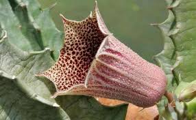 Image result for Huernia levyi