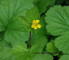 Image result for Eriosema pentaphyllum