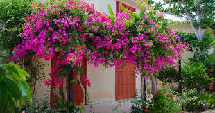 Maybe you would like to learn more about one of these? Waiting To See Your Bougainvillea Bloom Use These Tips Lifestyle Decor English Manorama