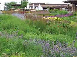 Roy Diblik Installed The Perennial Gardens At The Grand Geneva Resort In Lake Geneva Wi Naturalistic Garden Garden Landscape Design Landscape Design