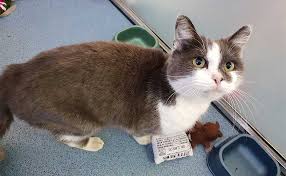 Cat Stuck Down A Storm Drain For Month Uk Fire