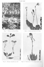 Image result for Lopholaena sp.no.1