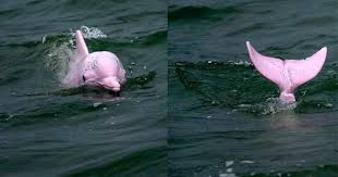 11,586 likes · 4 talking about this. ç¬¬ä¸€æ¬¡é›¢ä»–é€™éº¼è¿' ä¸–ç•Œå°'ä¾‹ ç²‰ç´…è‰²æµ·è±š å‡ºç¾åœ¨äºžæ´²æµ·åŸŸ