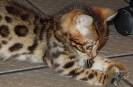 Bengal Babies - Kittens