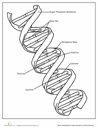 Dna Coloring Page Teaching Biology Dna Worksheet Life Science