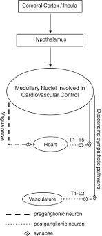 Orthostatic Hypotension Following Spinal Cord Injury Understanding Clinical Pathophysiology Spinal Cord